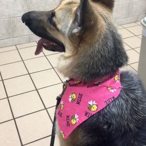Bee Mine Valentines Day pink dog bandana XL